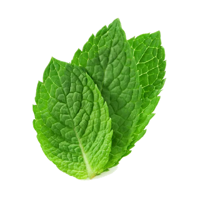نعناع أخضر