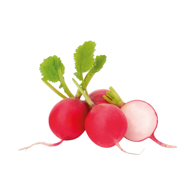 فجل