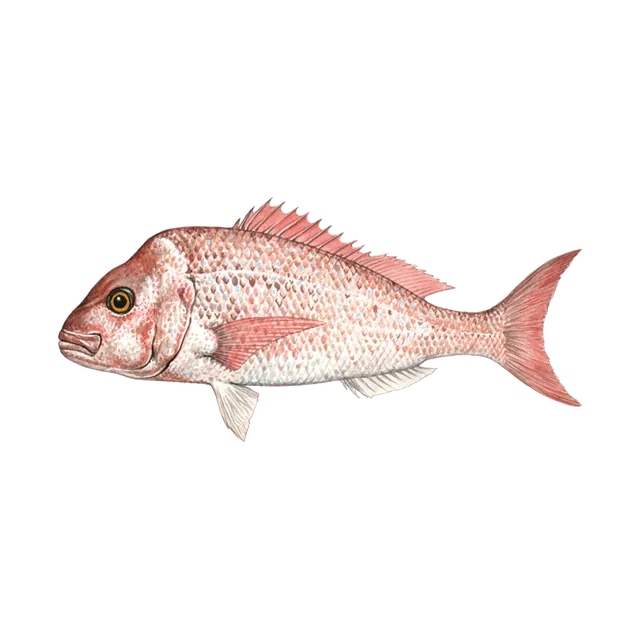 دنيس