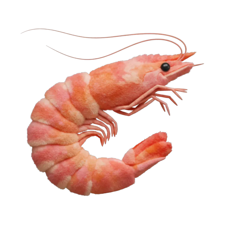 جمبري طازة